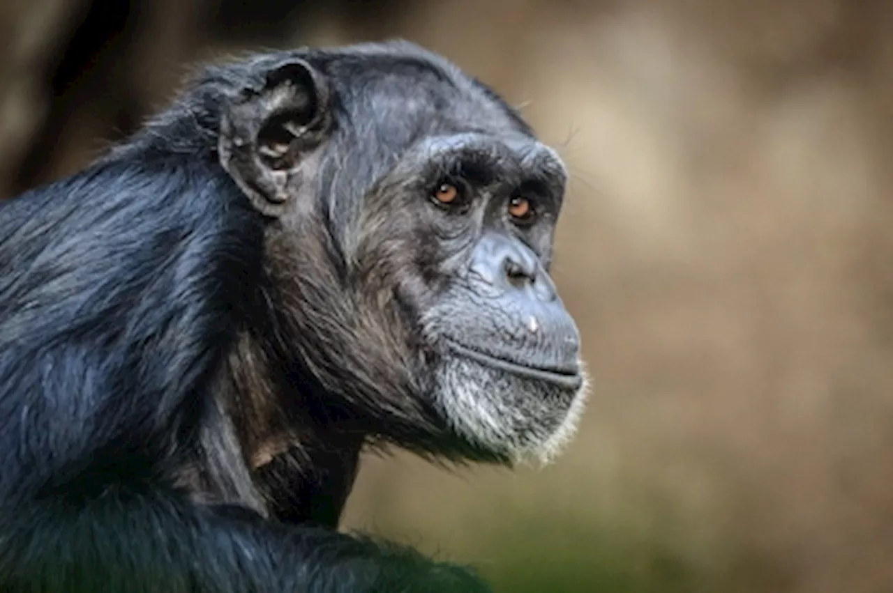 Bonobos: Our Closest Relatives Show Cooperation Beyond Immediate Groups