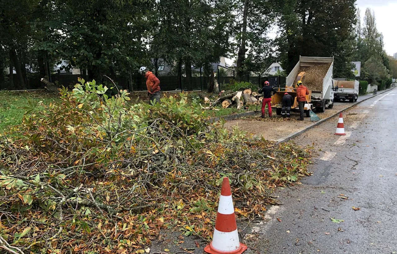 Tempête Ciaran : « On s’en sort très bien »… Le soulagement en Ille-et-Vilaine malgré les dégâts