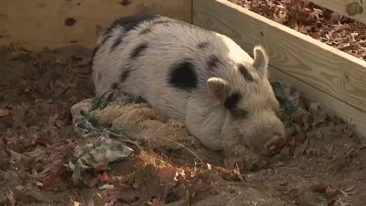 Pa. pig, Kevin Bacon, captured with sticky bun filled with Benadryl after 18 days on the lam