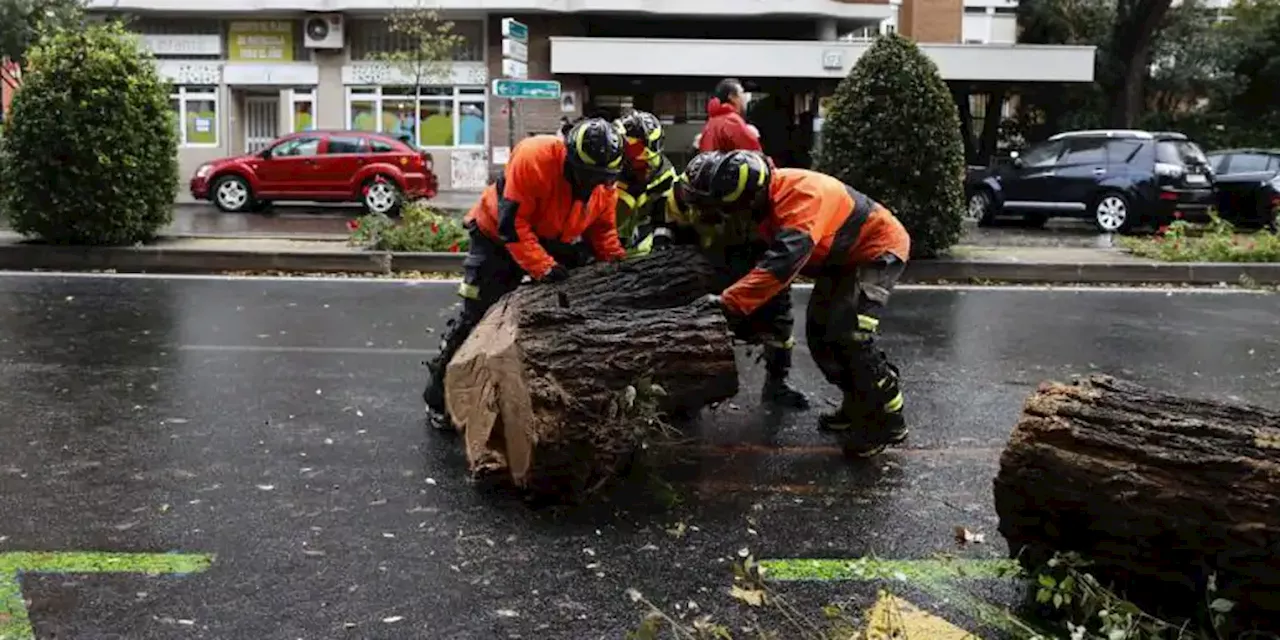 Muere una joven de 23 años golpeada por un árbol de grandes dimensiones en la calle Almagro de Madrid