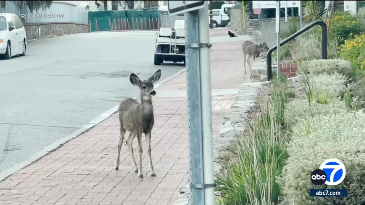 Plan to use helicopter sharpshooters to take out deer on Catalina Island sparks protests