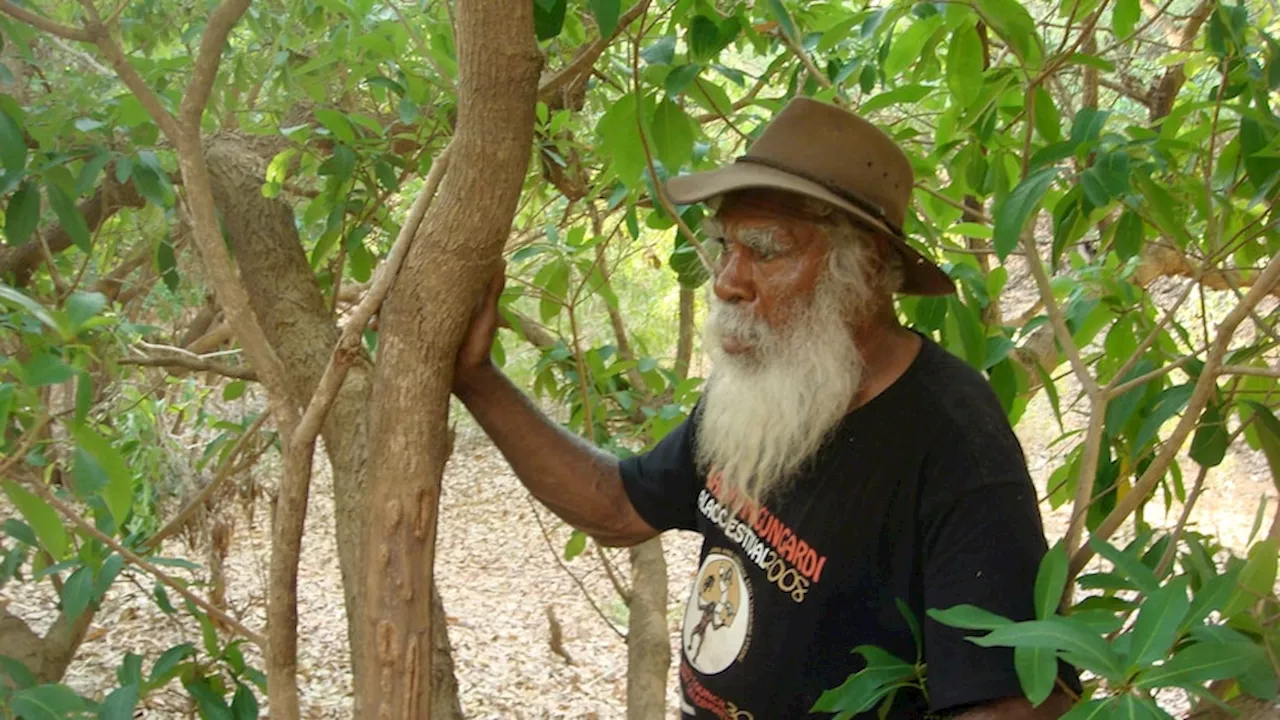 Indigenous medicine used to soothe a crocodile bite could gel in time to help Brisbane Olympics athletes