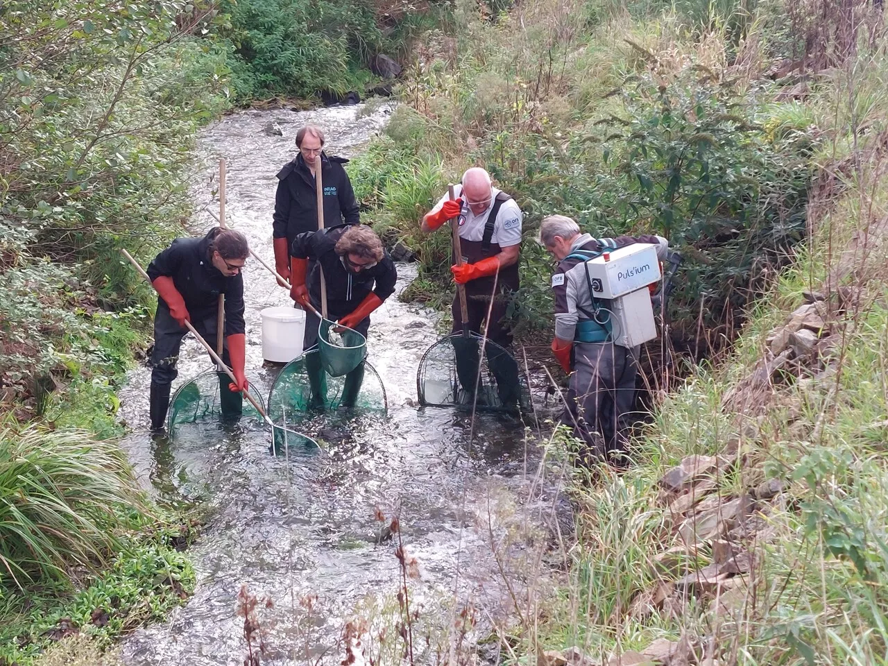 Sud-Manche : un retour « très rapide » des poissons migrateurs dans la Sélune