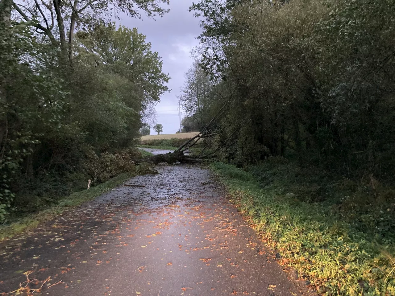 Tempête Ciaran : un arbre tombe sur une voiture en train de rouler | L'Éclaireur de Châteaubriant