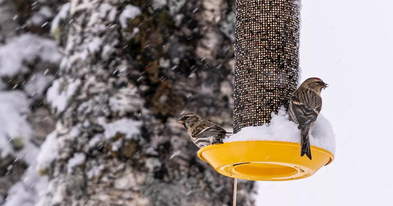 Place bird feeders very close to windows - and other best practices