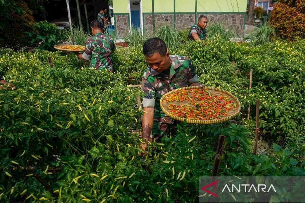 Koramil 03/Kajen bagikan hasil panen cabai rawit hasil pemanfaatan lahan kosong