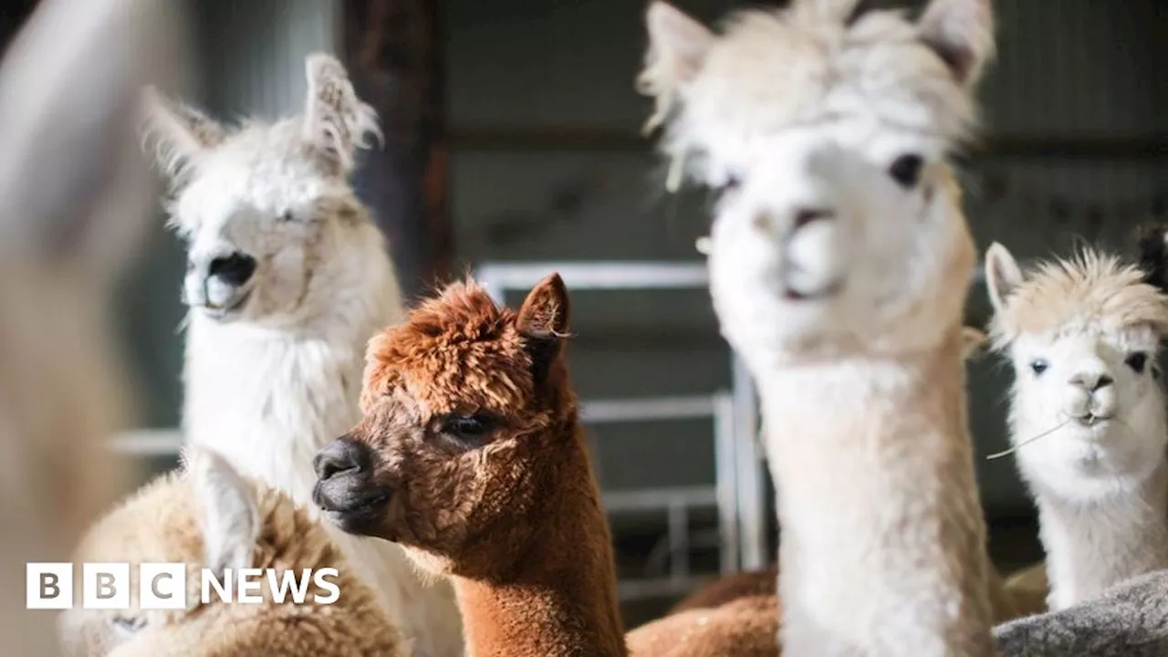 Sheffield animal park may have to relocate due to land sale