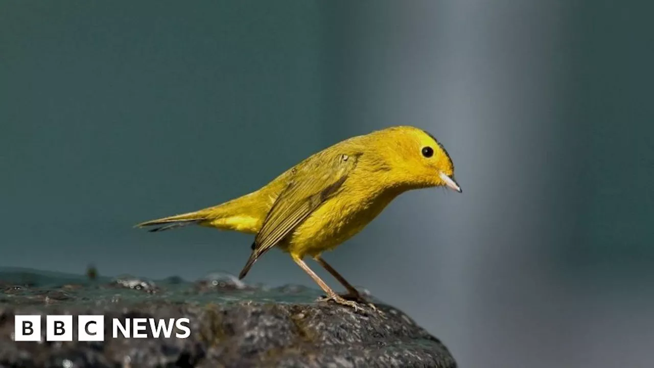 US ornithological society says dozens of birds will be renamed