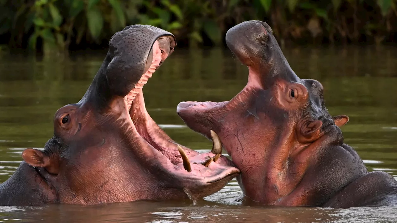 Colombie : les hippopotames d'Escobar seront pour partie déplacés, stérilisés ou euthanasiés