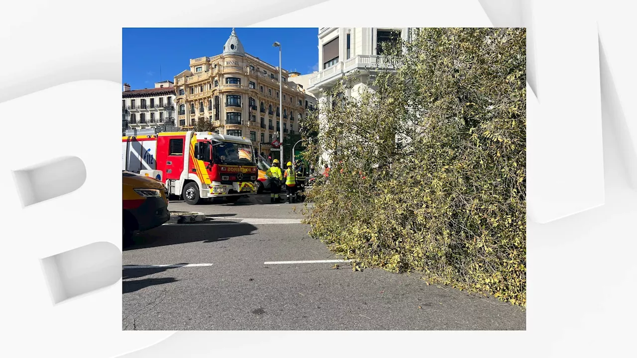 Tempête Ciaran: un mort après la chute d'un arbre en plein centre de Madrid