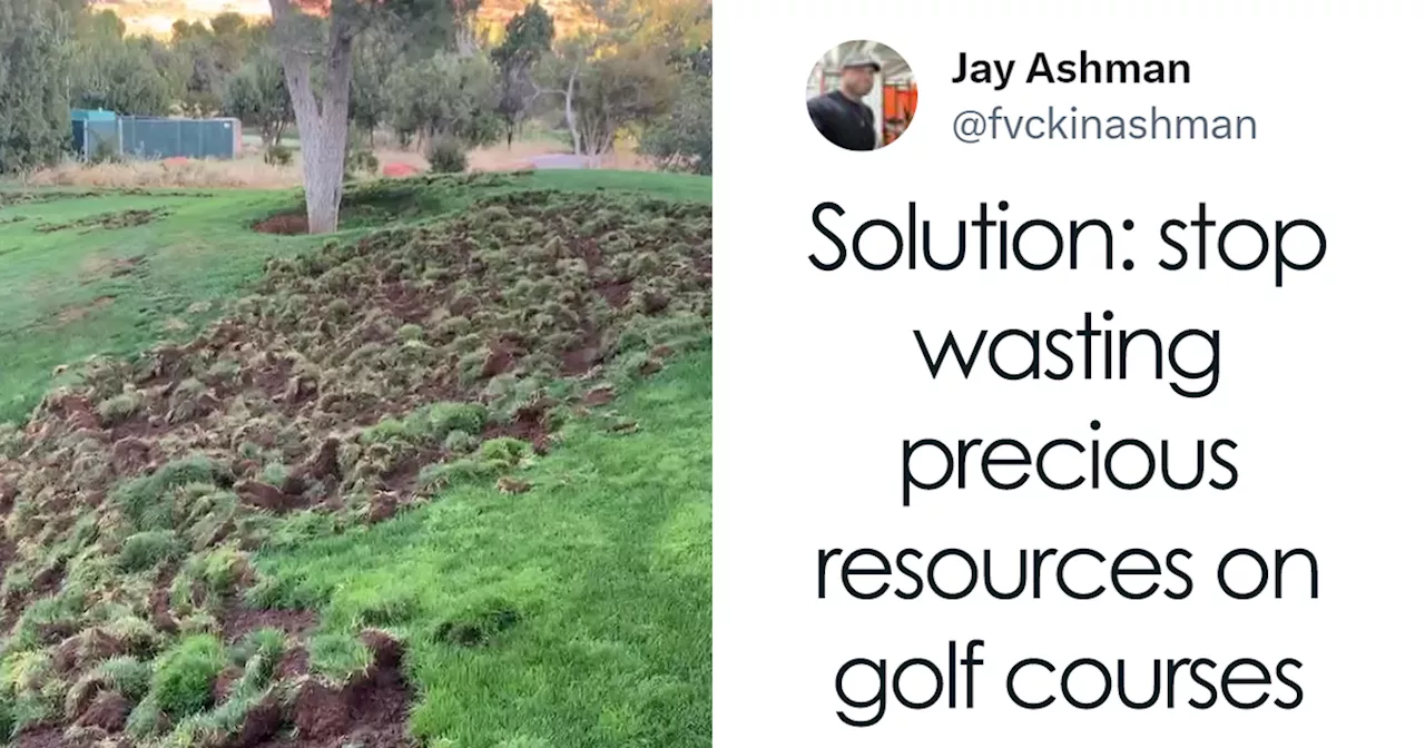 Javelinas Have No Mercy On A Golf Course In Arizona And Folks Online Are Cheering Them On