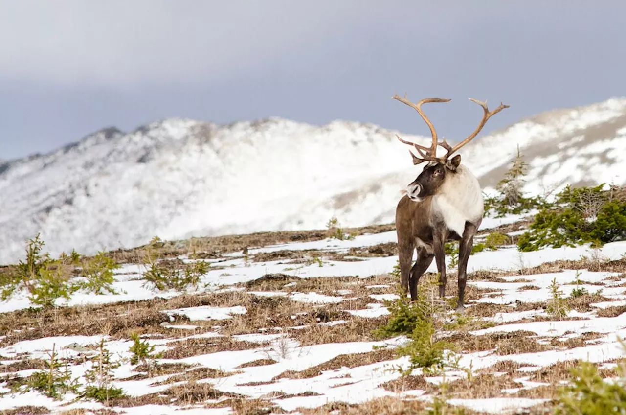Pandemic heli-ski shutdown doubled range of some B.C. caribou, study says
