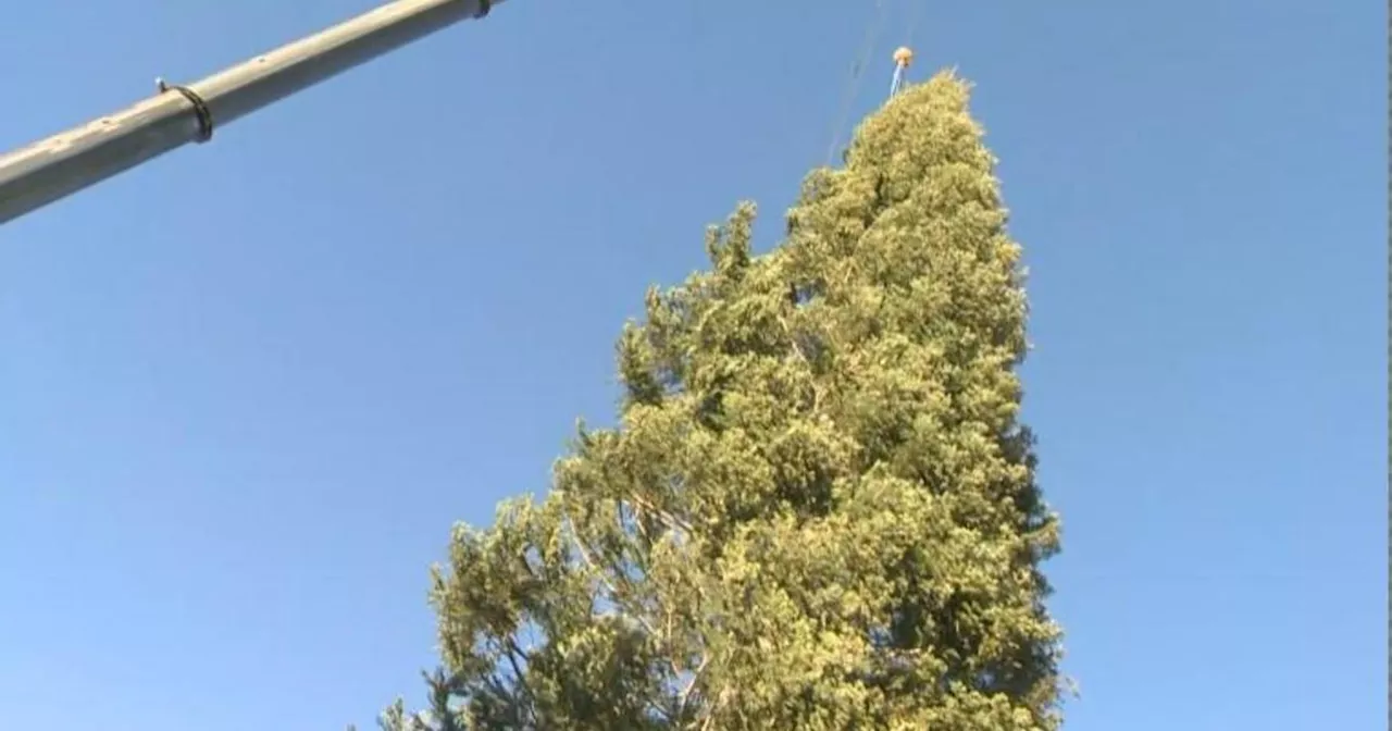 The Grove's iconic 100-foot-tall white fir Christmas tree arrives