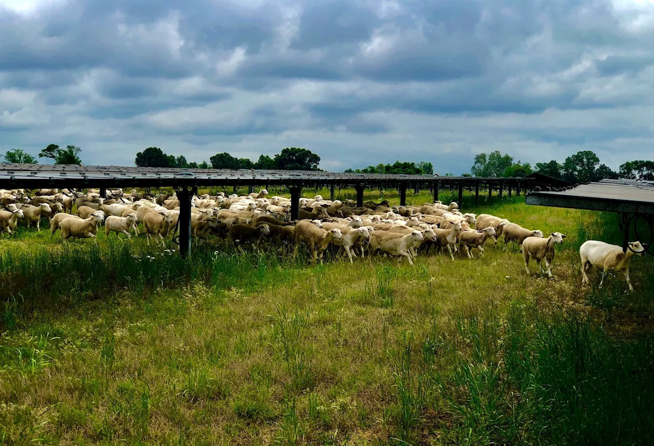 Harvesting Sunshine: Solar is America’s Newest Cash Crop