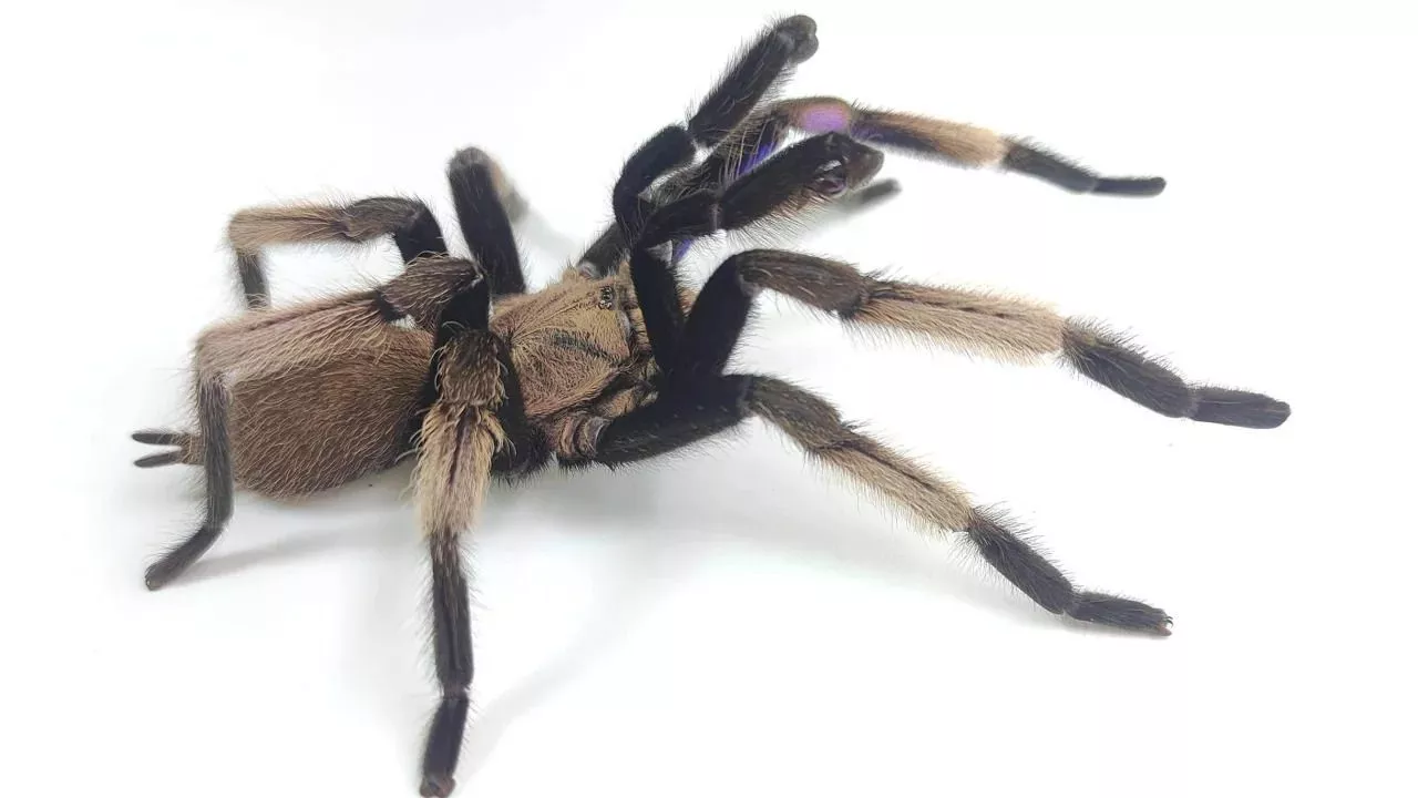 Turistas se assustam com aranha e causam acidente de carro em parque nos EUA