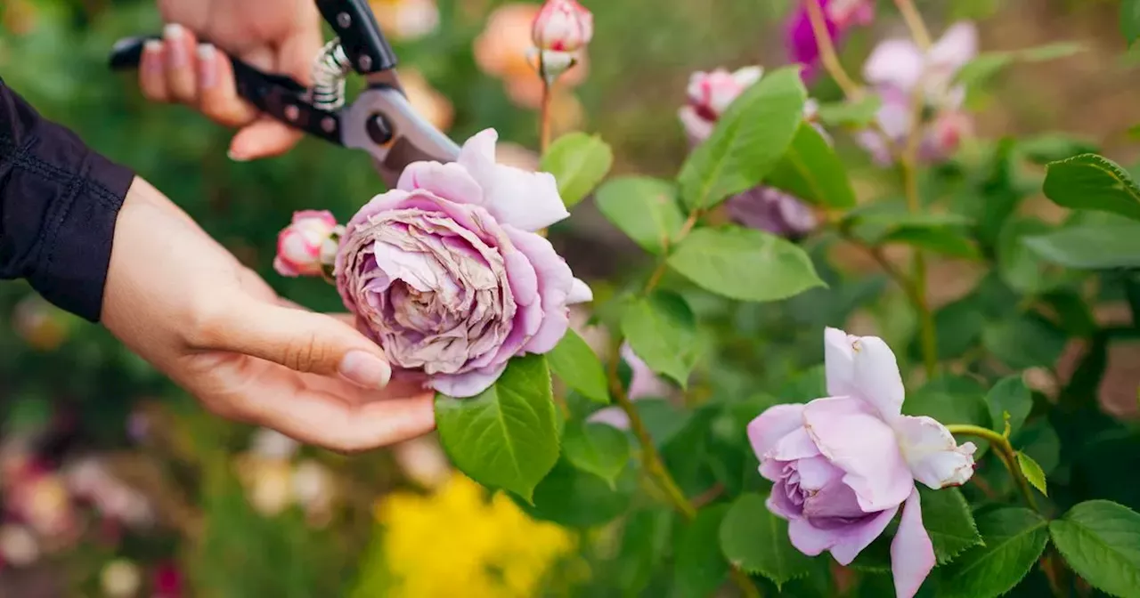 Gardeners who want 'fast' growing roses urged to do simple potato trick