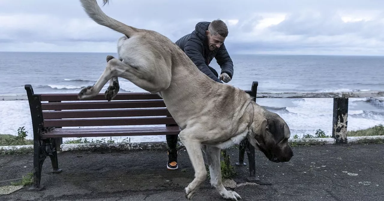 Owner of 'UK's biggest dog' says 'gentle giant' eats whole chickens every day