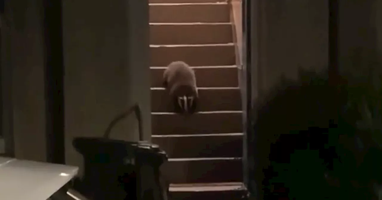 Unexpected animal spotted in stairwell of Scots tenement