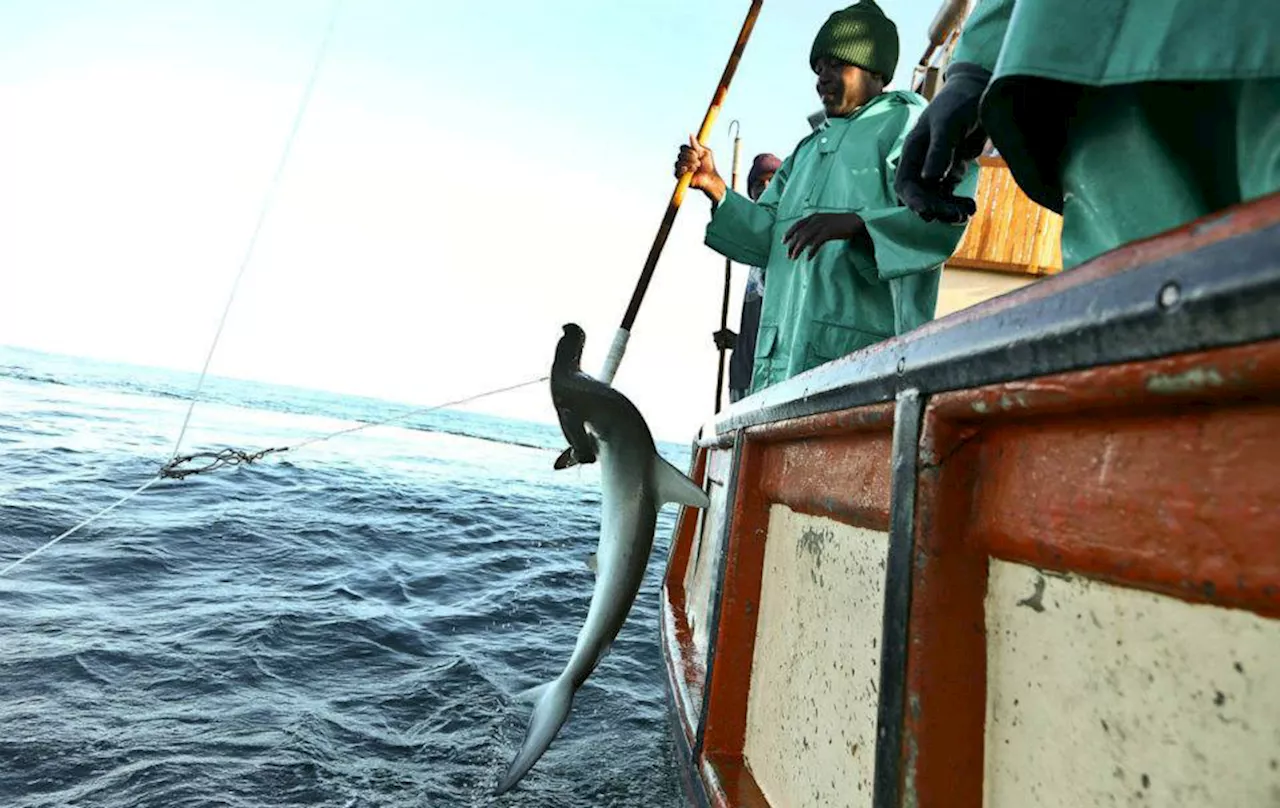 The price of fish & chips: The shark slayers and an unfolding disaster for the love of fried fish