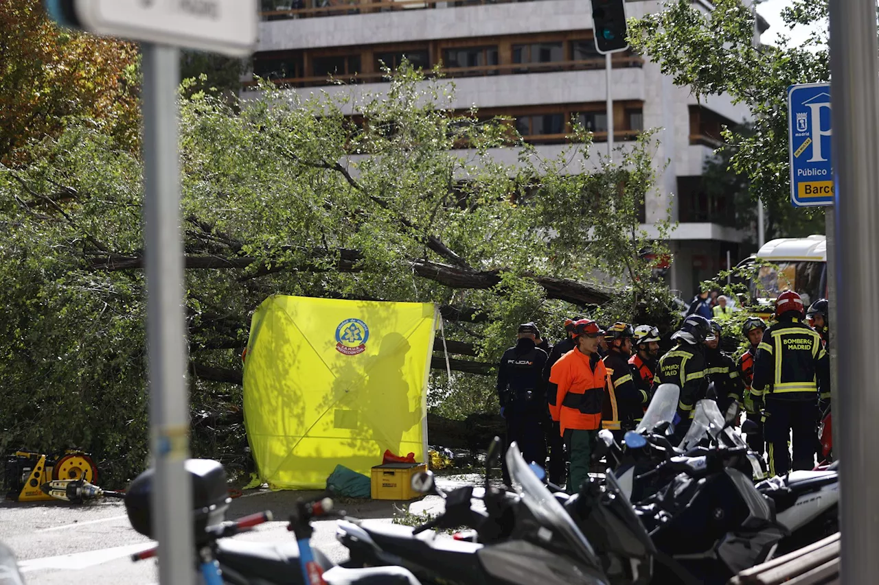 Fallece una joven en Madrid tras caerle un árbol encima por las fuertes rachas de viento