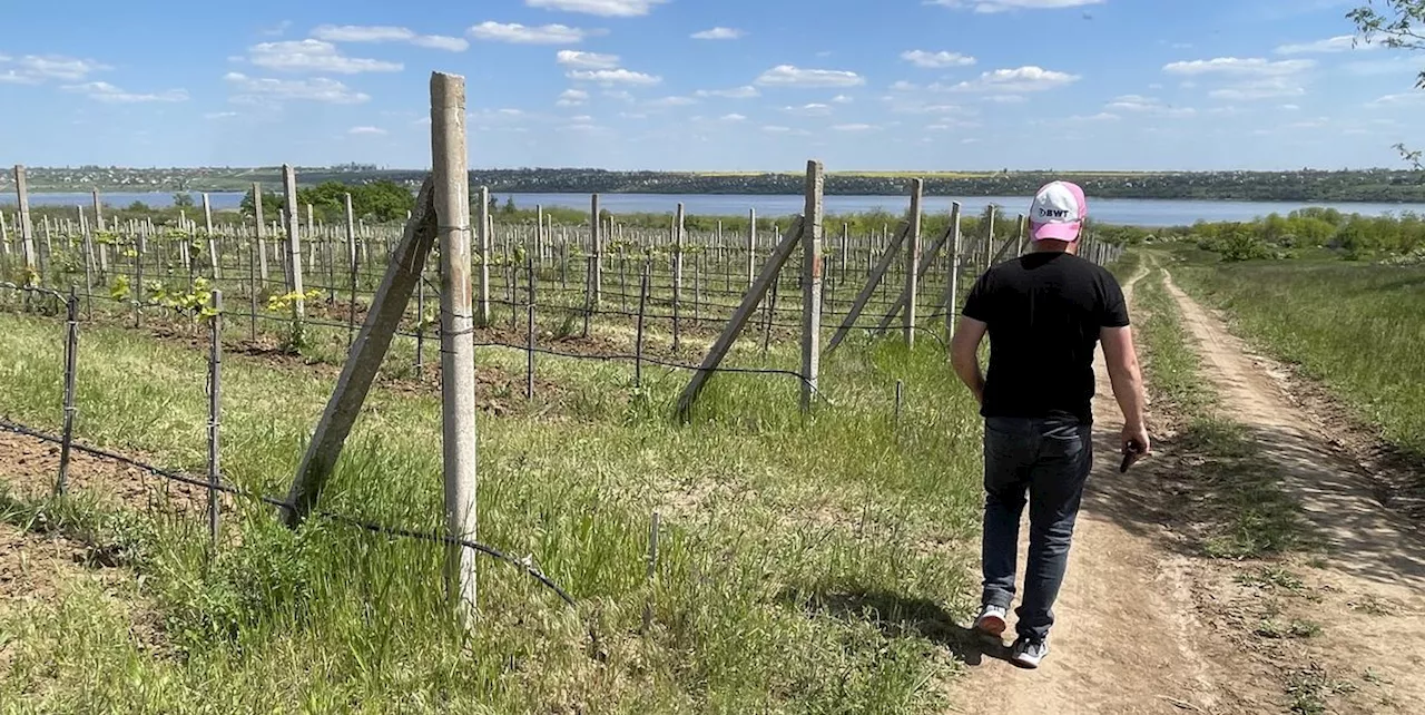 Winemaking in the War Zone: An Oenophile’s Trip Through Ukraine