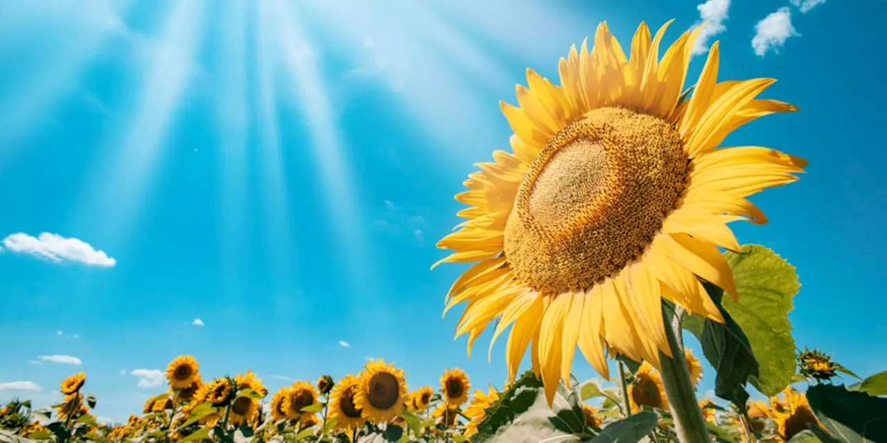 Wie Sonnenblumen der Sonne folgen