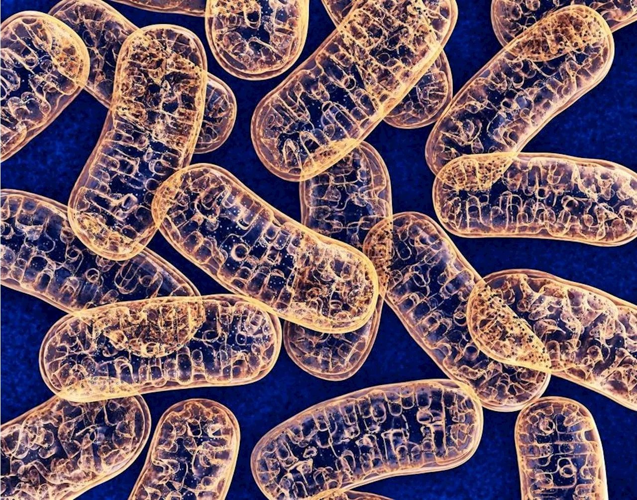 Mitochondrial DNA And Aging: What’s The Connection?