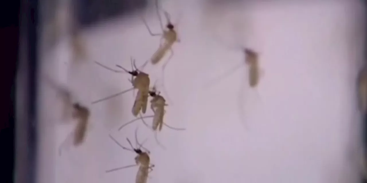 5th case of West Nile Virus confirmed in Mobile County, health department says