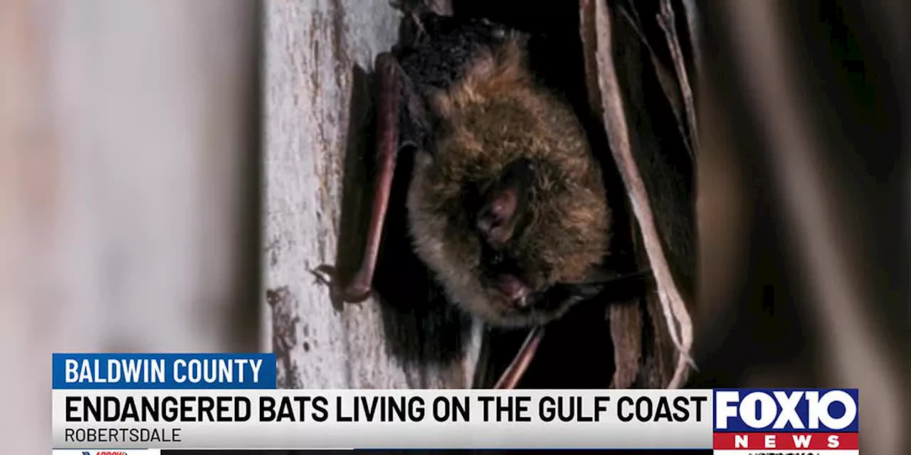 Bats in Baldwin: Endangered bat species discovered on the Gulf Coast