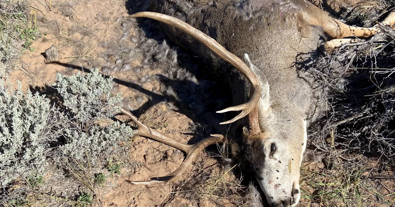 Deer and elk killed and left to waste in Southern Utah, information wanted