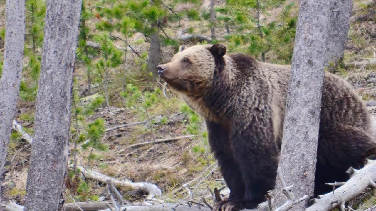 Plans to restore grizzly bears in Washington has people drawing a line in the sand