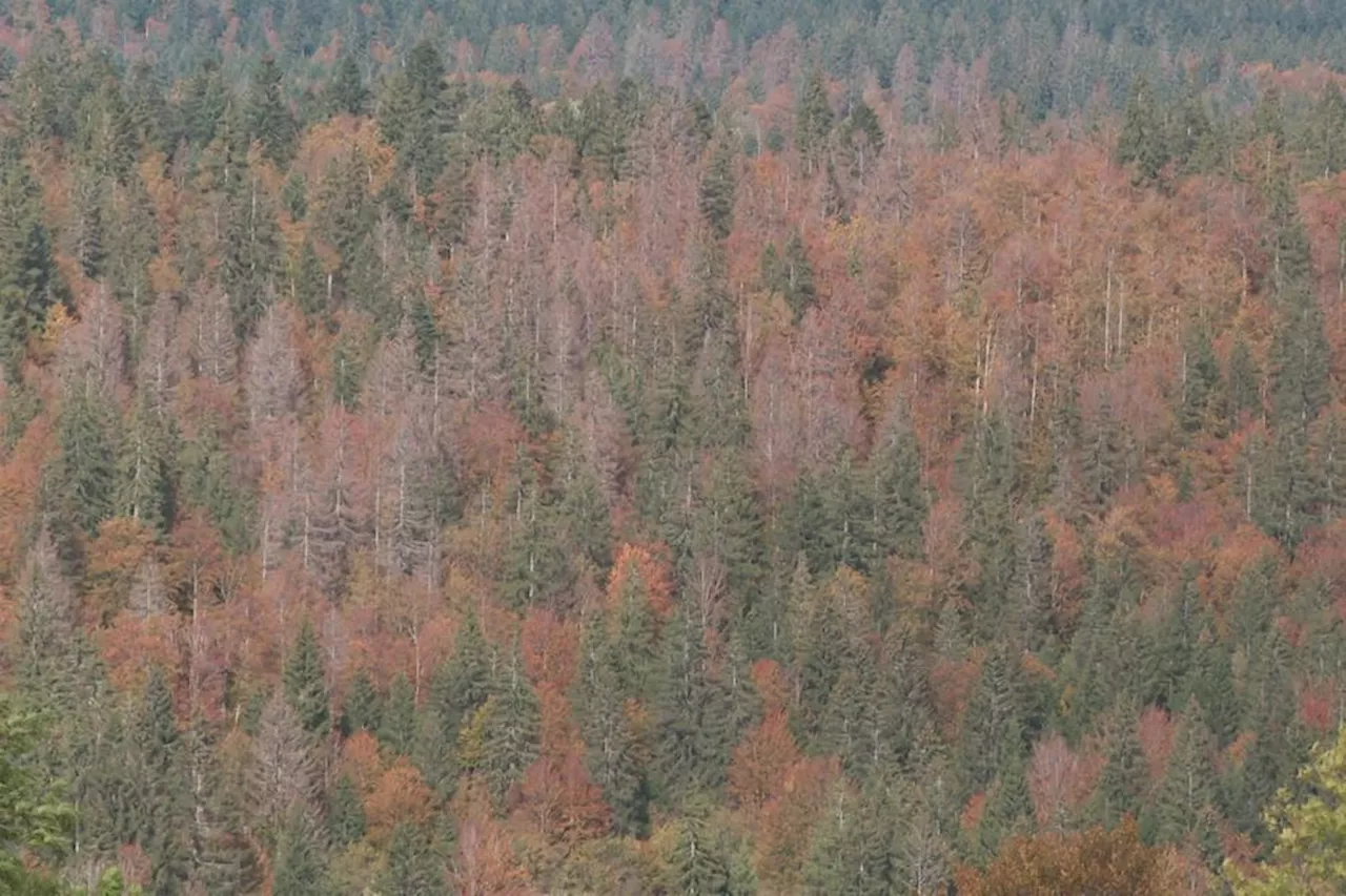 Épicéas, sapins ravagés par les scolytes : en Franche-Comté, un syndicat forestier lance un appel à l'aide de