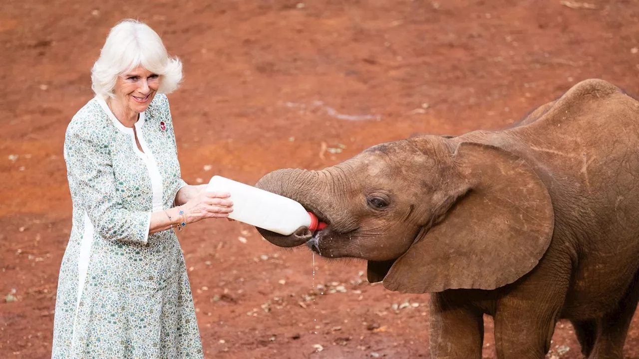 Königin Camilla gibt die Elefanten-Mama: Tierisch niedliche Begegnung in Nairobi