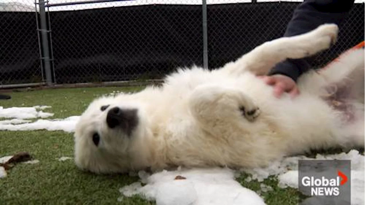 City of Calgary adopt-a-thon aims to connect pets with families as number of strays grows