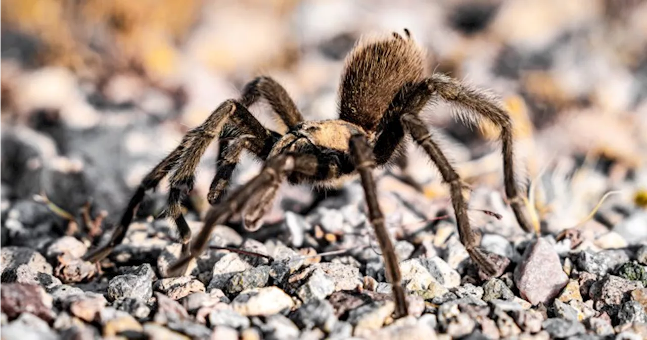 Tarantula sighting causes car crash in Death Valley, injuring Ontario man