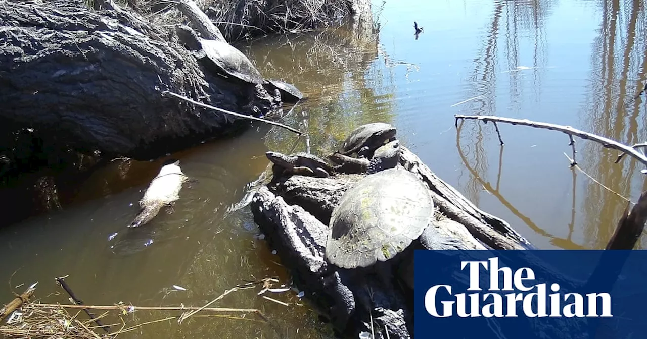 Rare white platypus spotted in northern NSW: ‘I didn’t think anyone would believe me’