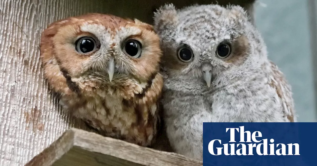 What raising an orphaned owl taught me about our broken bond with nature