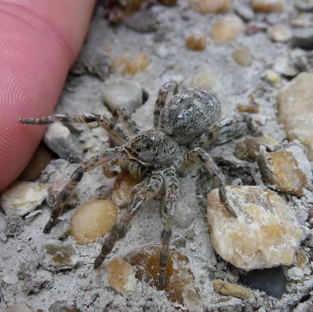 Wenn du diese Spinne siehst, melde dich sofort