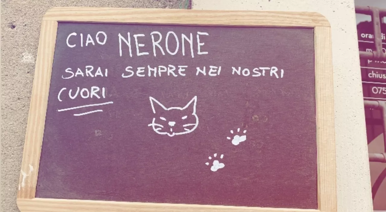 Perugia, il gatto Nerone va a morire nell'officina del padrone morto tre anni fa