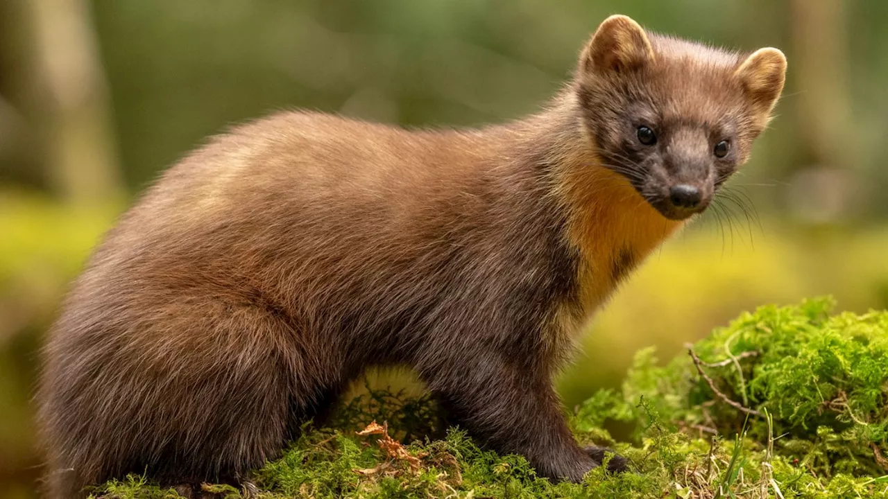 Critically endangered pine martens are back in one of Wales' national parks