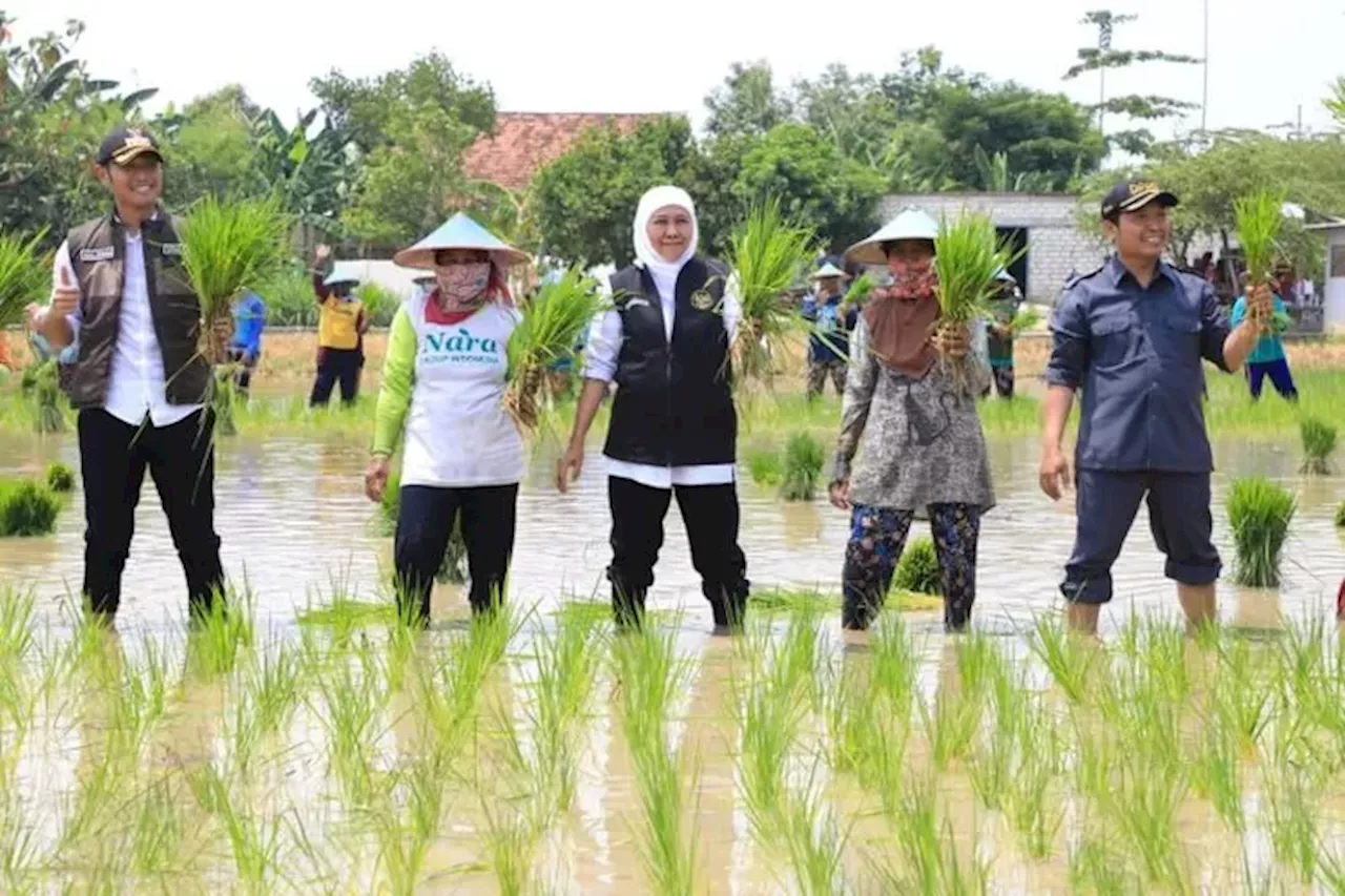 Tanam Padi Inpari 32 dan Kembangkan Pupuk Organik, Gubernur Khofifah Berharap Best Practice dari Tuban