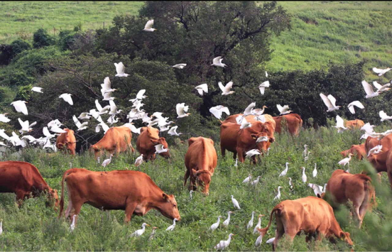 20억짜리 소 100마리가 산다고?…서산 핫플 'JP목장'의 비밀