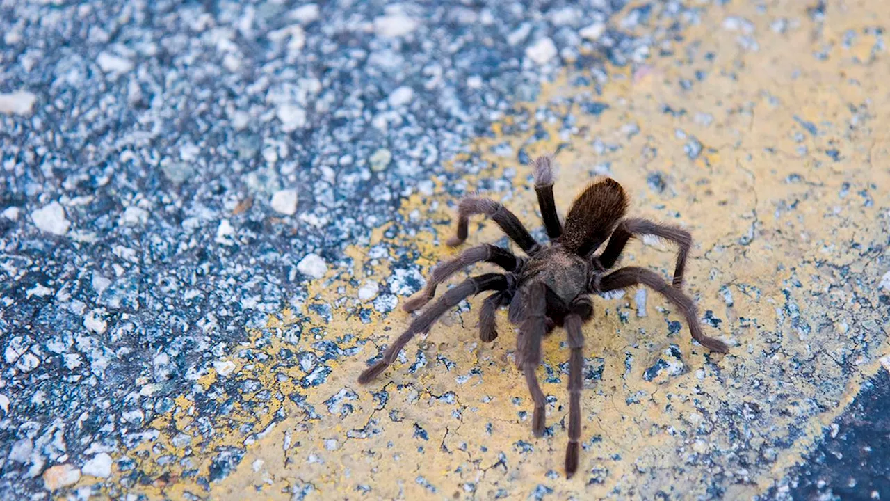 Tarantula causes crash in Death Valley National Park