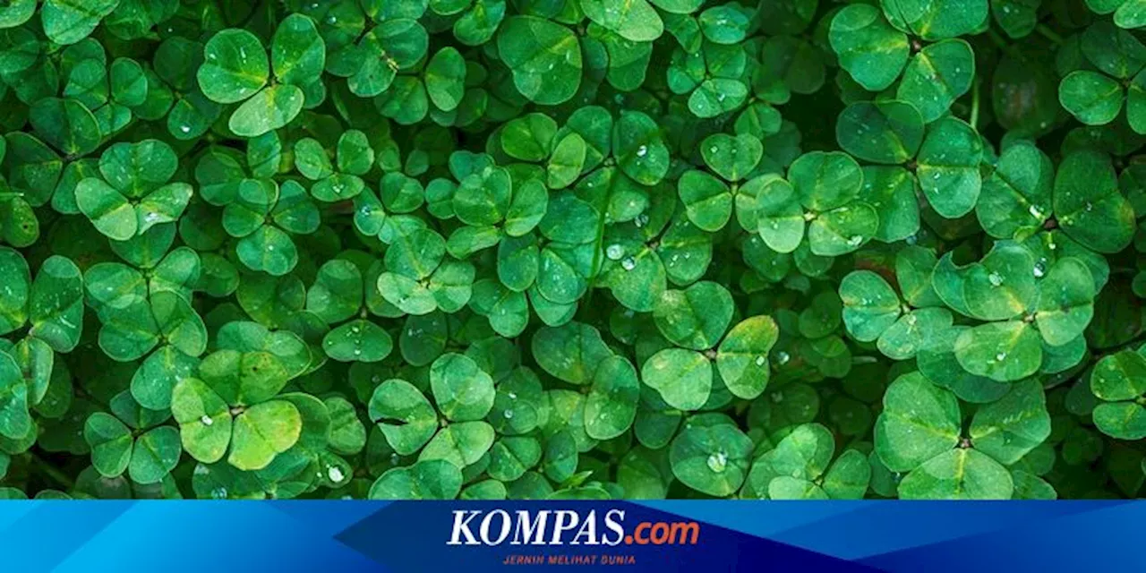 Peran Tak Terduga Kloroplas dalam Sistem Kekebalan Tanaman