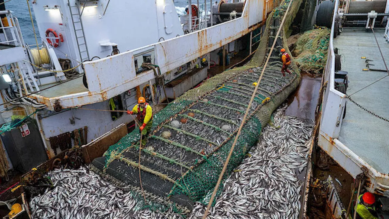 With little movement on salmon bycatch, Alaska advocates look to Biden administration for executive action