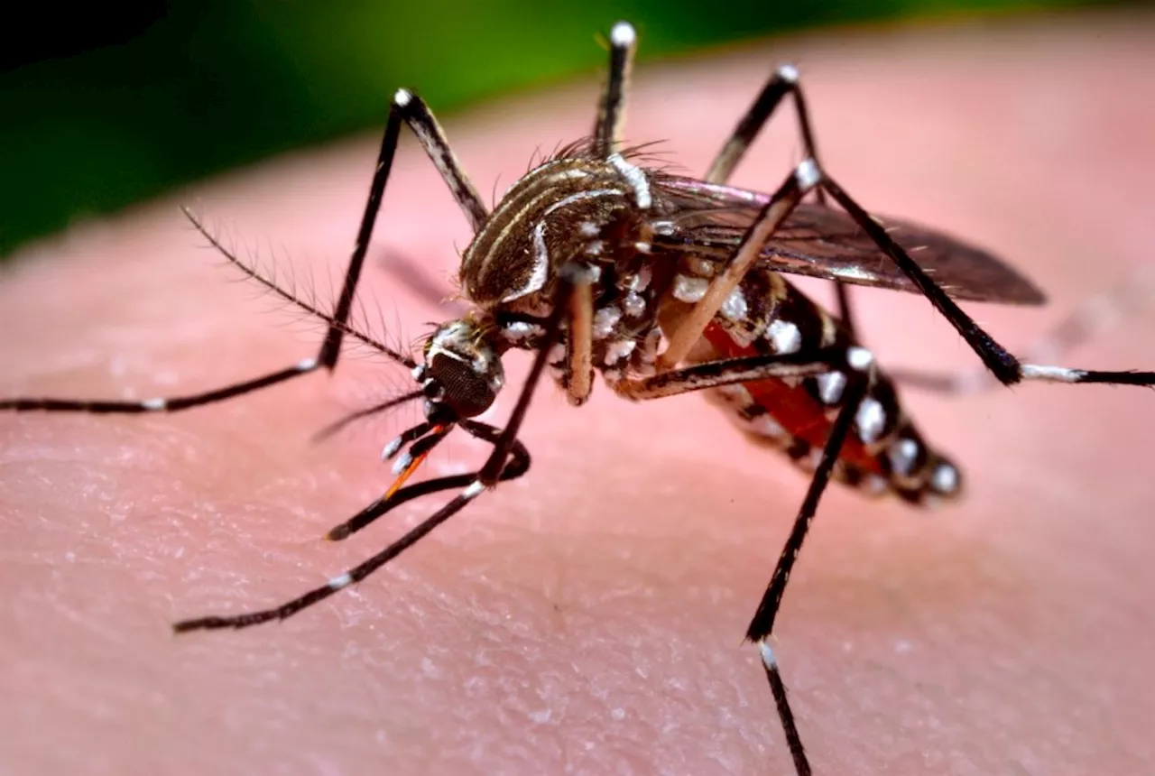 2nd California case of local dengue fever reported in Long Beach