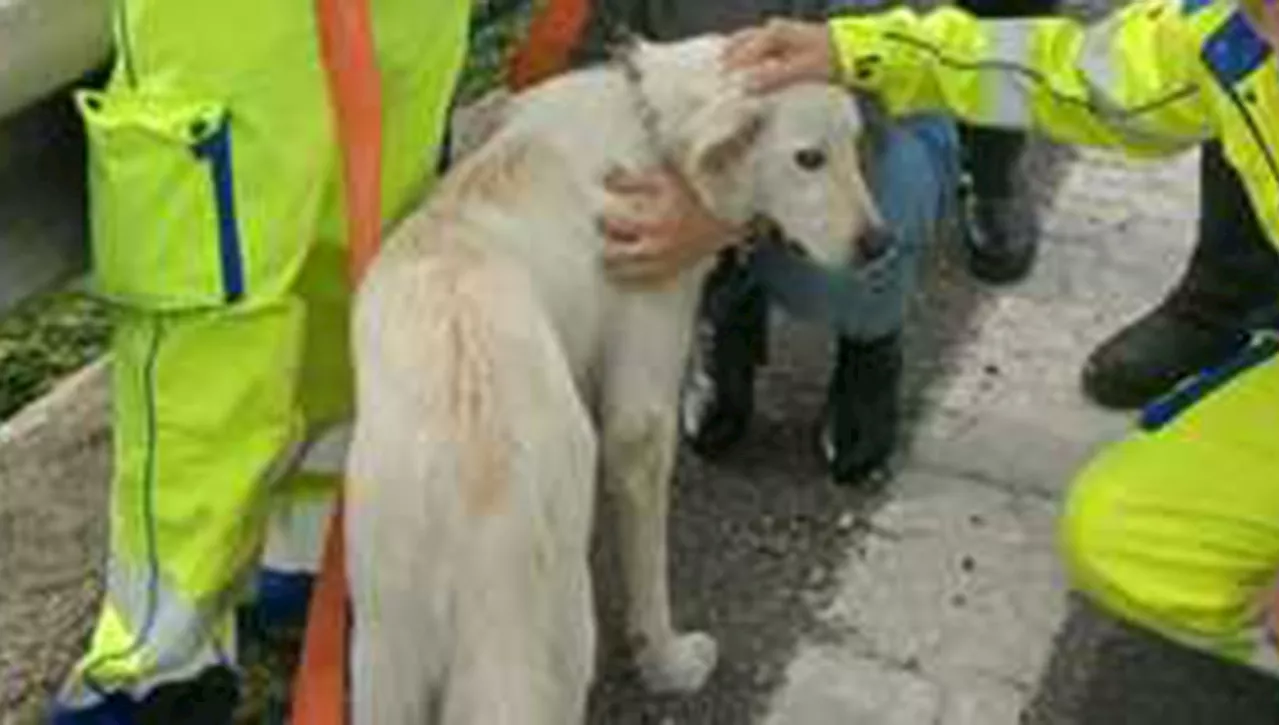 Cane salvato sulla statale a Napoli, un automobilista lo ha messo in sicurezza. Ora si cerca il proprietario