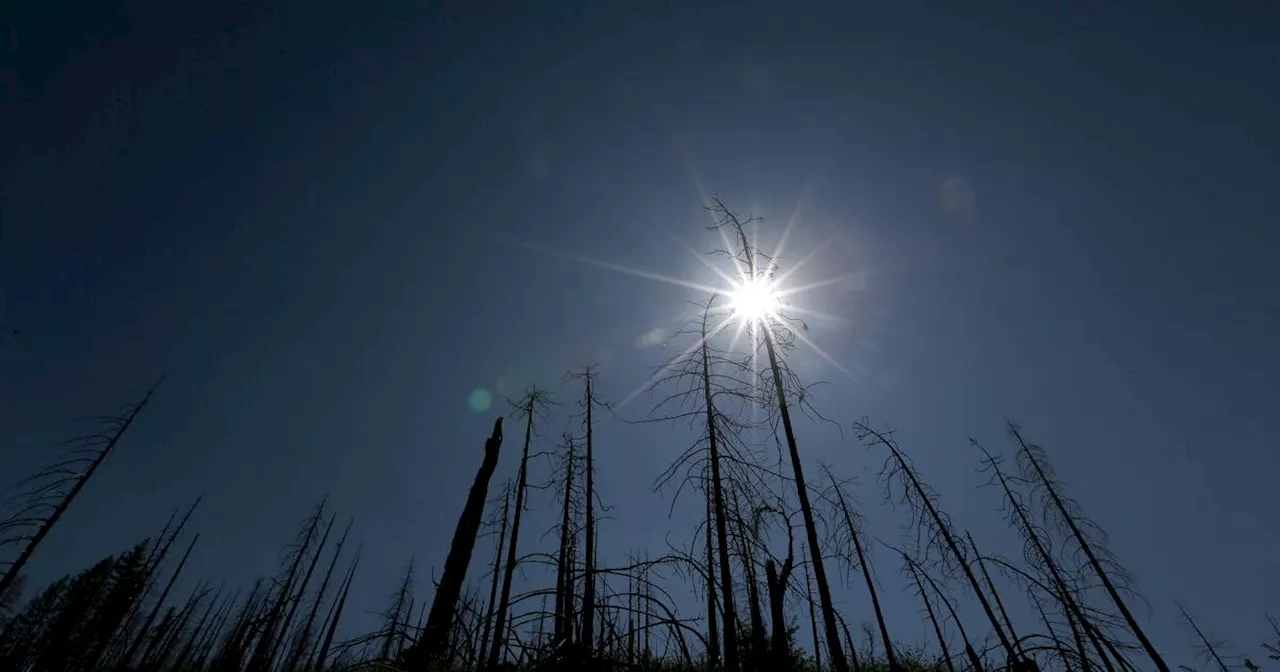 Climate change is turning swaths of California's mountains into 'zombie forests'