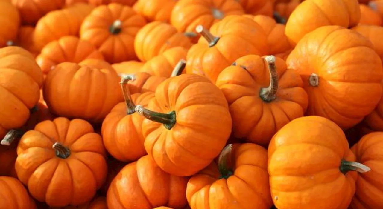 Halloween, come cucinare la zucca? Le ricette dall'antica Roma ad oggi