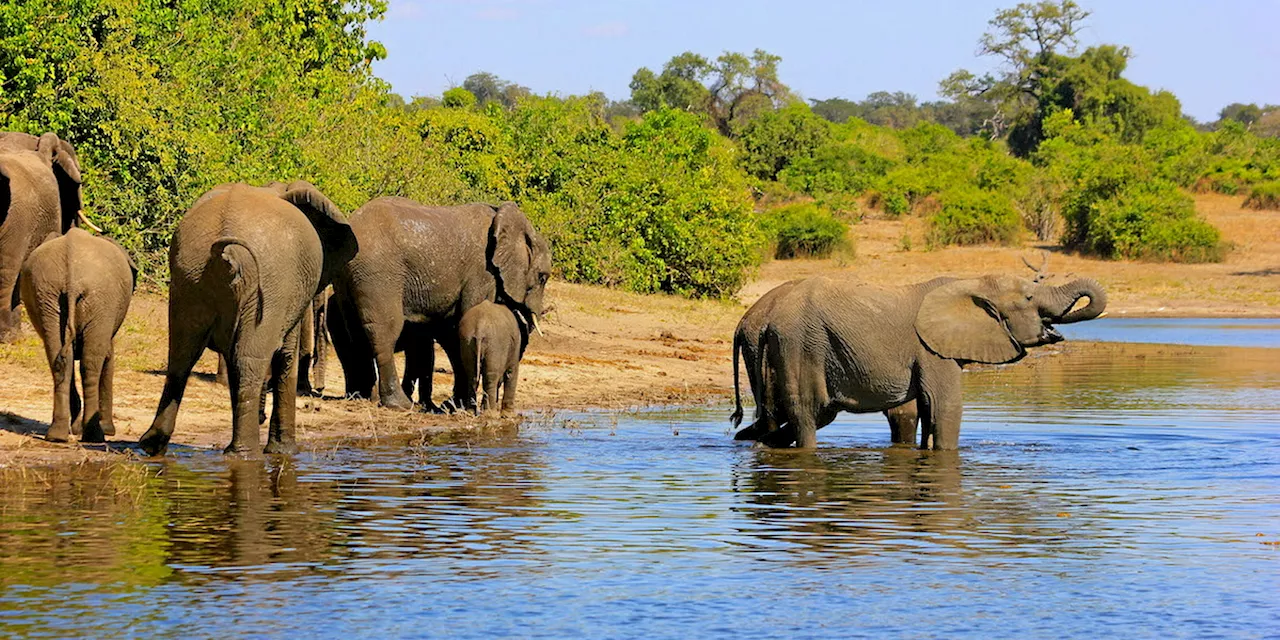 Croisière-safari en Afrique australe : du Botswana au Zimbabwe